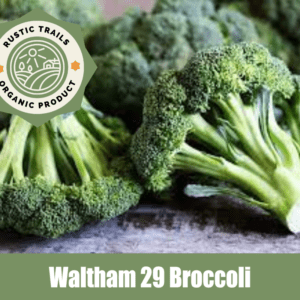 Waltham 29 Broccoli, scientifically known as Brassica oleracea var. italica